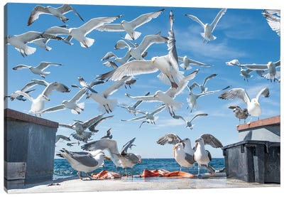 Flock Canvas Art Print - Gull & Seagull Art