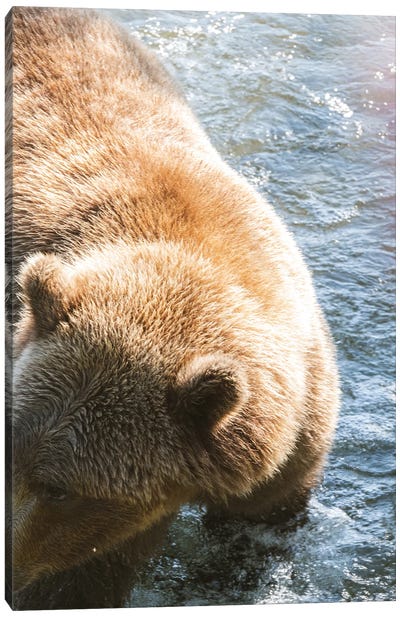 Alaska Bear Canvas Art Print - Alaska Art