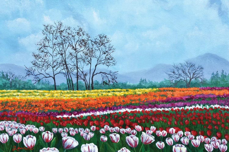 Tulip Fields Under White Fluffy Clouds