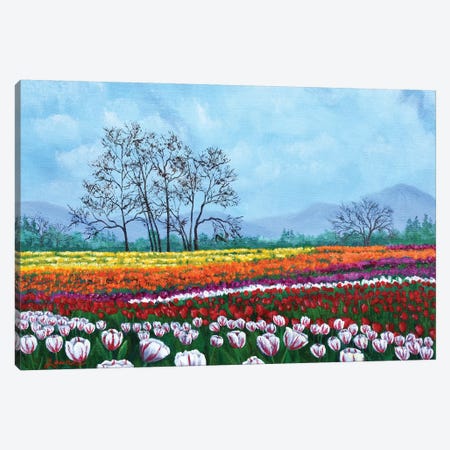 Tulip Fields Under White Fluffy Clouds Canvas Print #LAI106} by Laura Iverson Canvas Wall Art