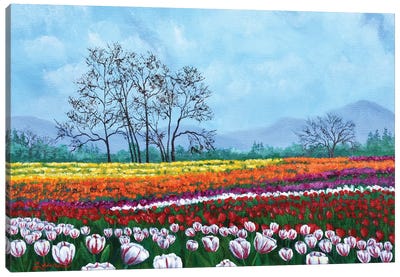 Tulip Fields Under White Fluffy Clouds Canvas Art Print - Tulip Art