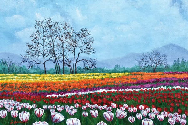 Laura Iverson: Tulip Fields Under White Fluffy Clouds by Laura Iverson