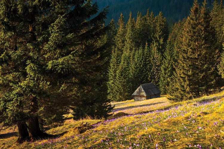 Poland, Tatra Mountains, Chocholowska Valley