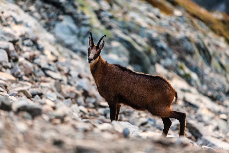 Poland, Tatra Mountains, Mountain Chamois