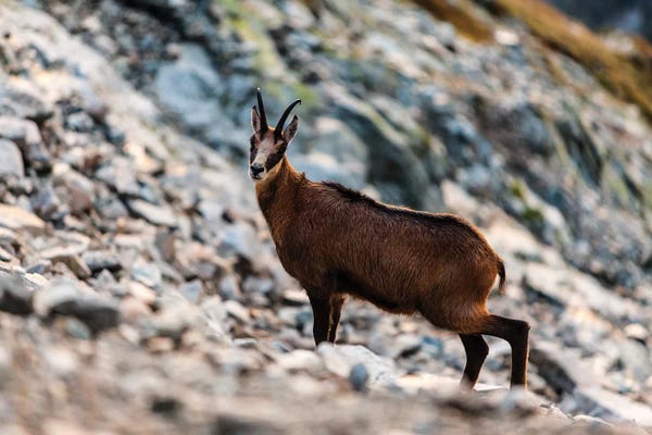 Poland: Poland, Tatra Mountains, Mountain Chamois by Mikolaj Gospodarek