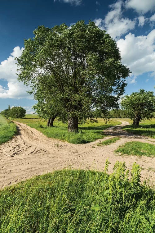 Willow, Masovia, Poland I