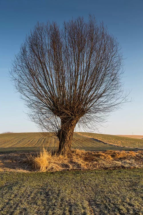 Willow, Masovia, Poland II