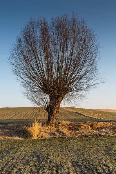 Willow Trees: Willow, Masovia, Poland II by Mikolaj Gospodarek