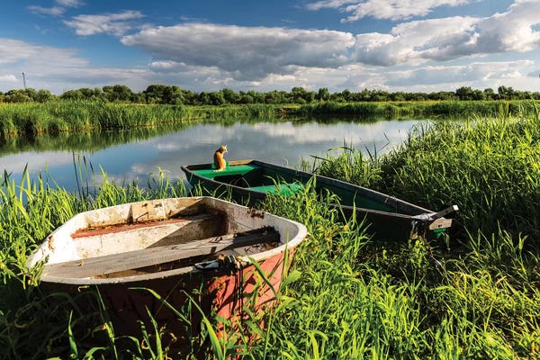 Poland: Poland, Voivodeship Masovian, Bug river IV by Mikolaj Gospodarek