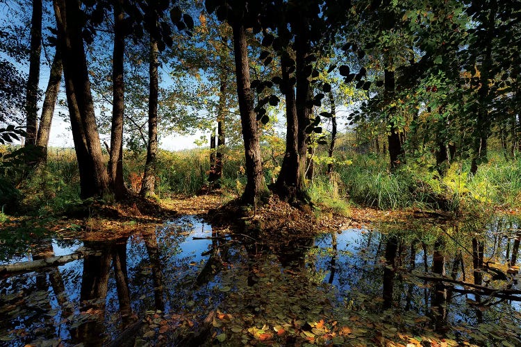 Europe, Poland, Lubusz Voivodeship, Drawa National Park 