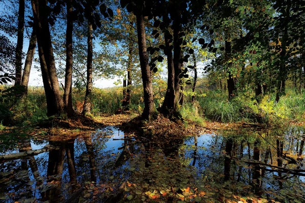 Poland: Europe, Poland, Lubusz Voivodeship, Drawa National Park  by Mikolaj Gospodarek