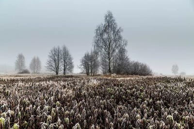 Europa, Poland, Voivodeship Masovian, Kampinoska forest  by Mikolaj Gospodarek multi panel art