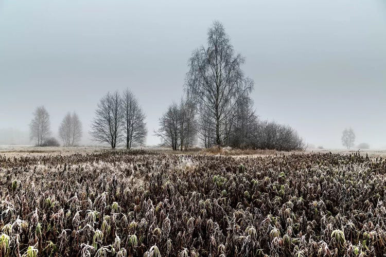 Europa, Poland, Voivodeship Masovian, Kampinoska forest  by Mikolaj Gospodarek wall art