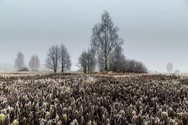 Poland: Europa, Poland, Voivodeship Masovian, Kampinoska forest  by Mikolaj Gospodarek