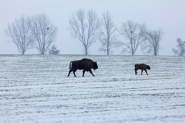 Europe, Poland, Podlaskie,European Bison I