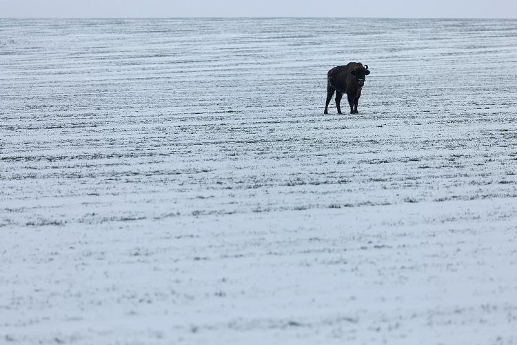 Europe, Poland, Podlaskie,European Bison  II