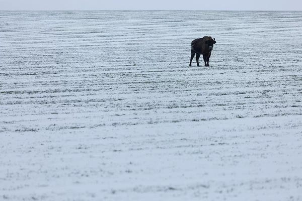 Mikolaj Gospodarek: Europe, Poland, Podlaskie,European Bison  II by Mikolaj Gospodarek