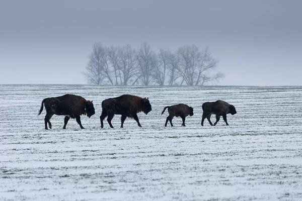 Bison & Buffaloes: Europe, Poland, Podlaskie,European Bison  II by Mikolaj Gospodarek