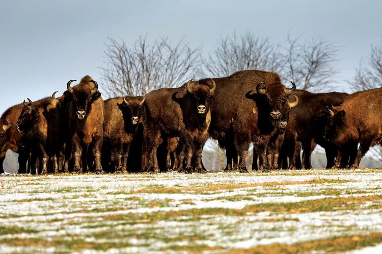 Europe, Poland, Podlaskie,European Bison  III by Mikolaj Gospodarek wall art
