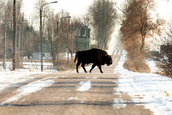 Poland: Europe, Poland, Podlaskie,European Bison IV by Mikolaj Gospodarek