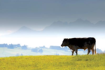 Europe, Poland, Lesser Poland, Tatra Mountains / Podhale I by Mikolaj Gospodarek multi panel art