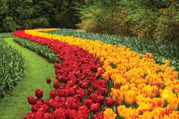 Tulips: Netherlands, Keukenhof by Mikolaj Gospodarek