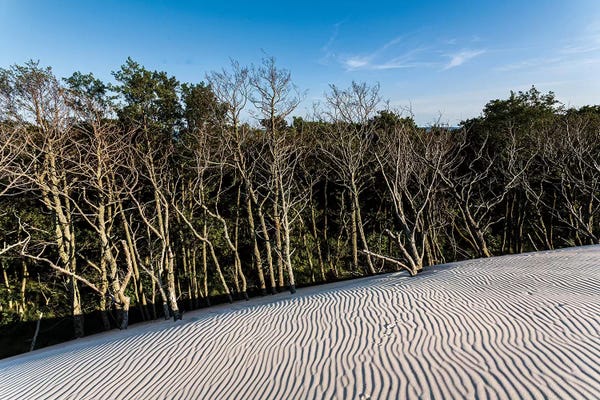 Poland: Poland, Baltic Sea, Slowinski National Park V by Mikolaj Gospodarek