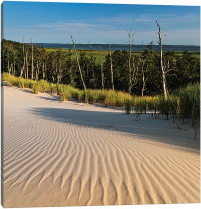 Poland, Baltic Sea, Slowinski National Park VII Canvas Art Print - Coastal Sand Dune Art