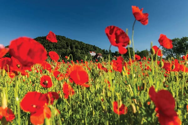 Poppies: Poland, Poppy Field by Mikolaj Gospodarek