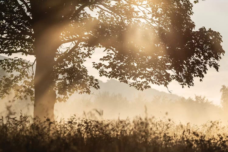 Poland, Sunrise Tree