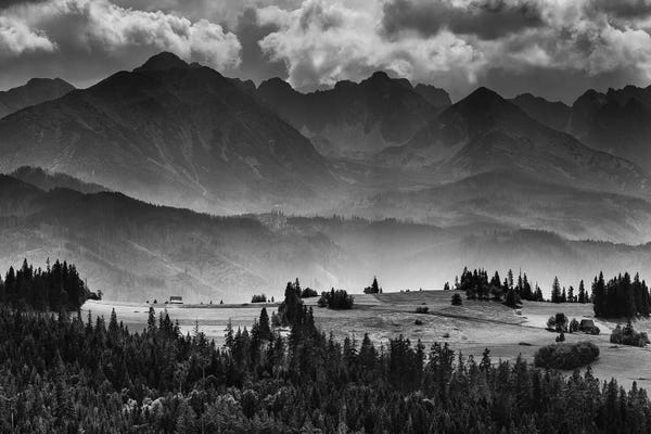 Pine Trees: Tatra Mountains, Summer, Poland by Mikolaj Gospodarek