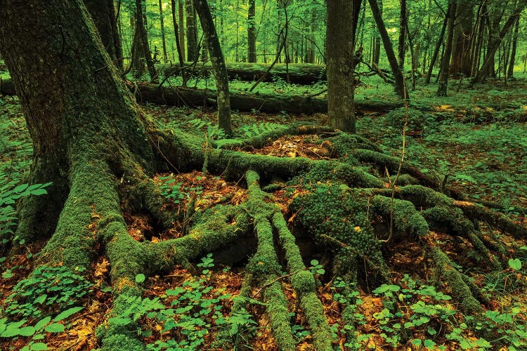 Białowieza Forest, Roots, Poland