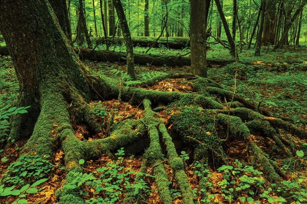 Poland: Białowieza Forest, Roots, Poland by Mikolaj Gospodarek