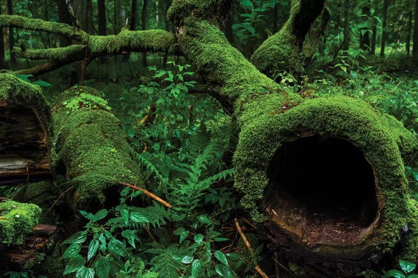 Poland: Białowieża Forest, Trunk, Poland by Mikolaj Gospodarek