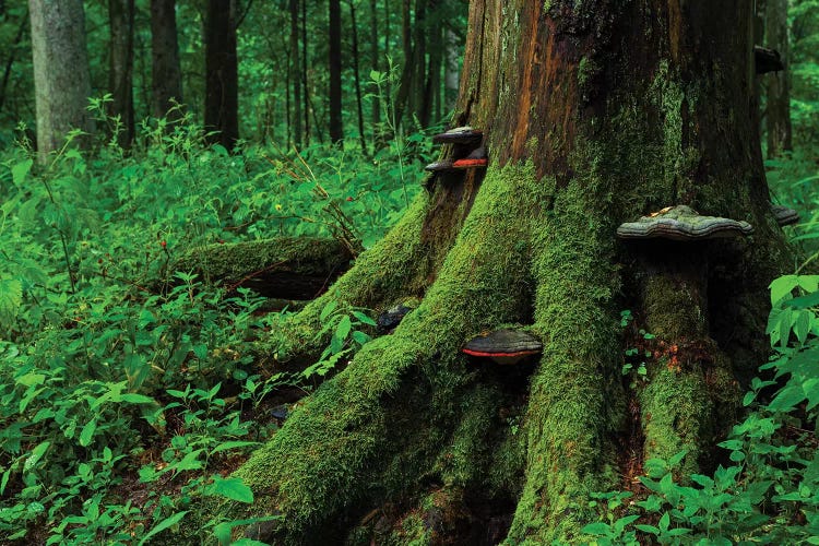 Bialowieza Forest, Old Tree, Poland