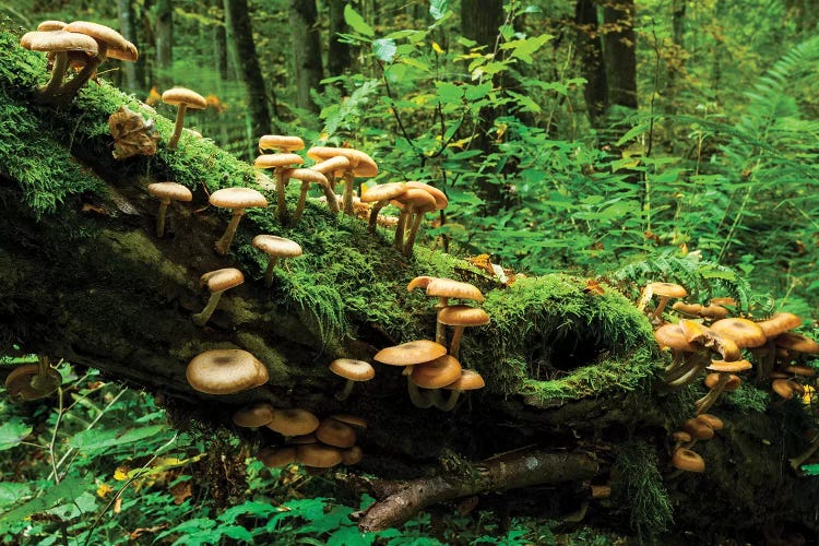 Bialowieza Forest, Mushrooms, Poland by Mikolaj Gospodarek wall art