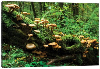 Bialowieza Forest, Mushrooms, Poland Canvas Art Print