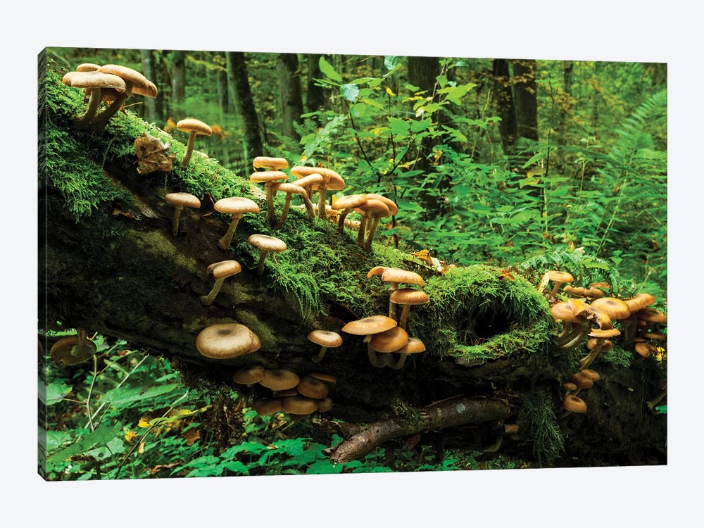 Bialowieza Forest, Mushrooms, Poland by Mikolaj Gospodarek 1-piece Canvas Artwork