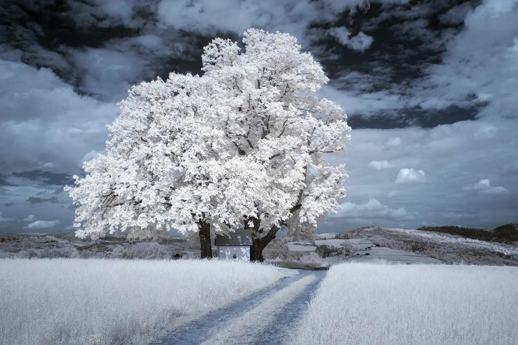Infrared Landscape - Tree With Road by Mikolaj Gospodarek wall art