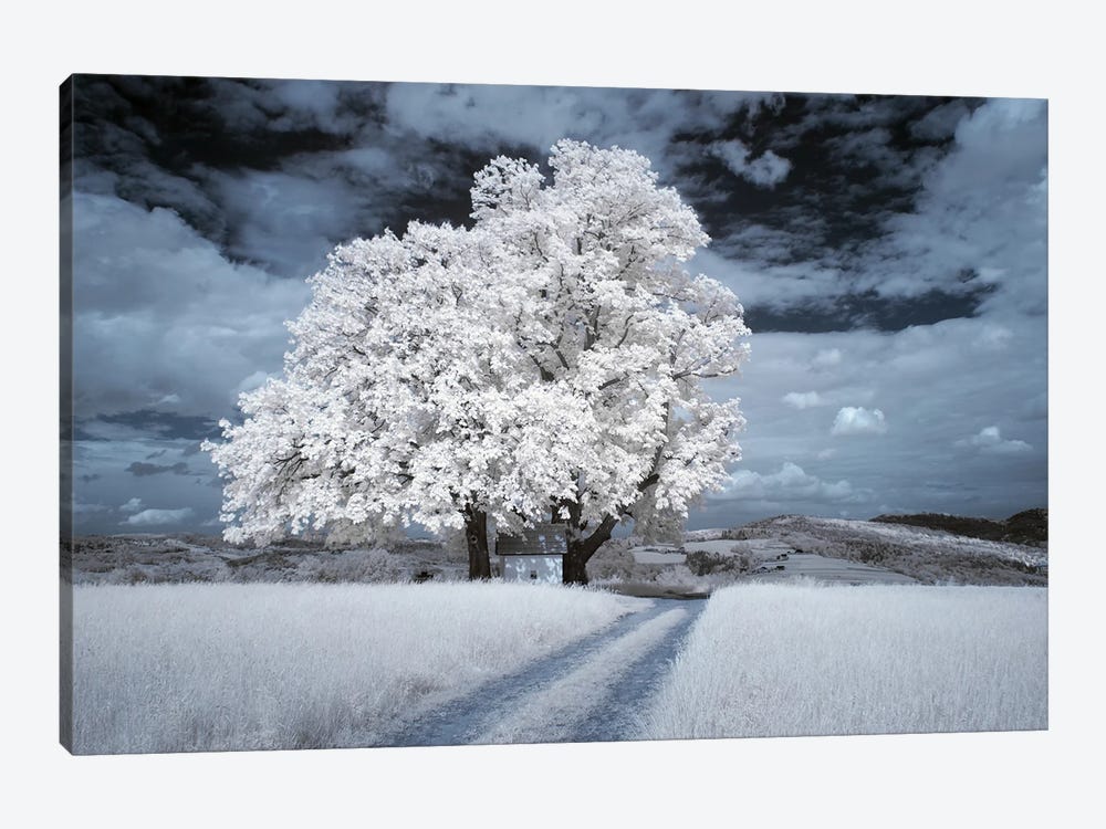 Infrared Landscape - Tree With Road by Mikolaj Gospodarek 1-piece Canvas Print