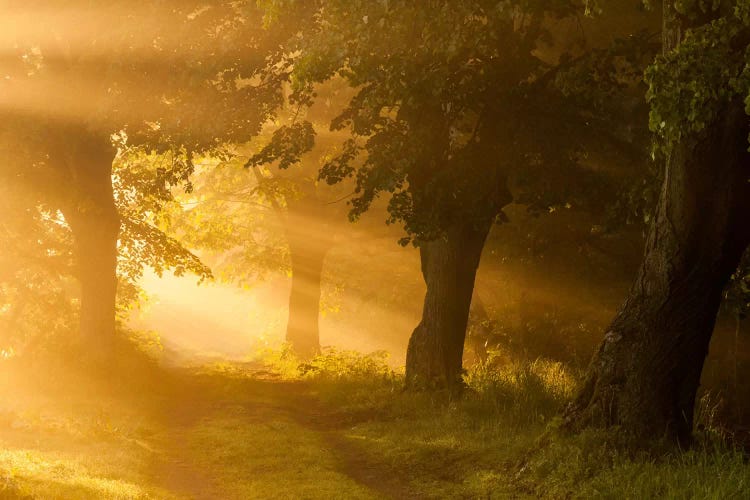 Poland, Barycz Valley Landscape Park, Sunrise