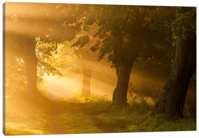 Poland, Barycz Valley Landscape Park, Sunrise Canvas Art Print - Mikolaj Gospodarek