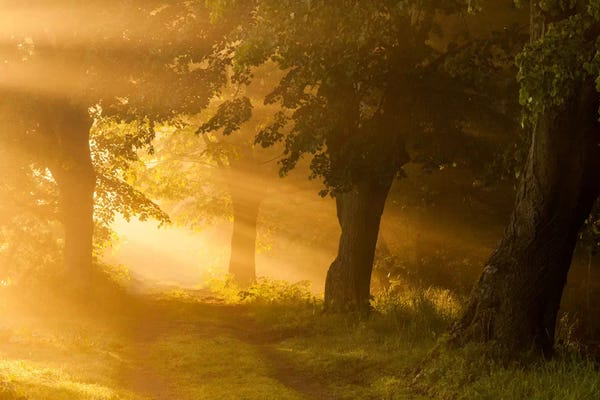 Poland: Poland, Barycz Valley Landscape Park, Sunrise by Mikolaj Gospodarek