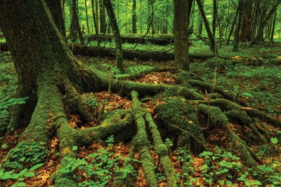 Bialowieza Forest - Tree Root by Mikolaj Gospodarek art print