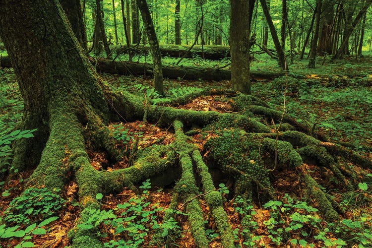 Bialowieza Forest - Tree Root