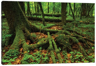 Bialowieza Forest - Tree Root Canvas Art Print - Mikolaj Gospodarek