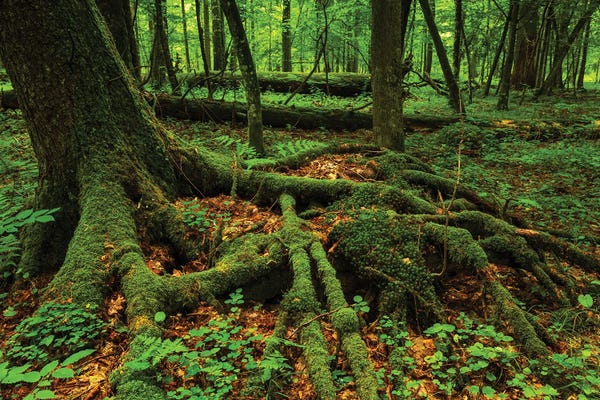 Poland: Bialowieza Forest - Tree Root by Mikolaj Gospodarek