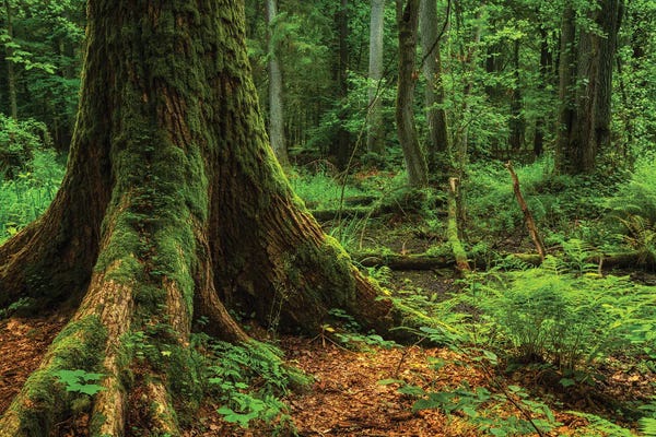 Poland: Bialowieza Forest - Old Tree by Mikolaj Gospodarek