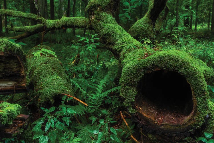 Bialowieza Forest - Magic Of The Forest