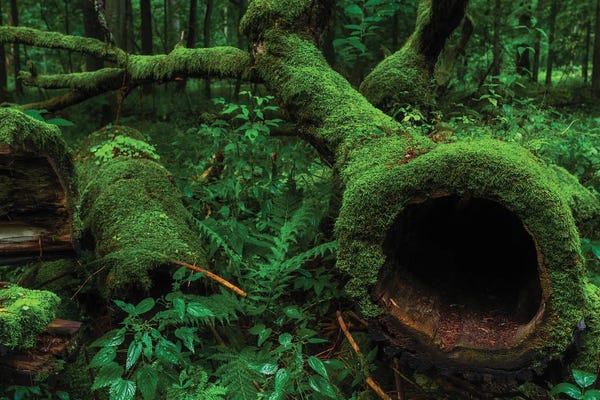 Poland: Bialowieza Forest - Magic Of The Forest by Mikolaj Gospodarek
